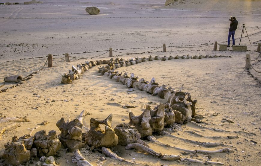 Fayoum Adventure Tour – Wadi El Hitan, Waterfalls, Sandboarding & Tunis Village