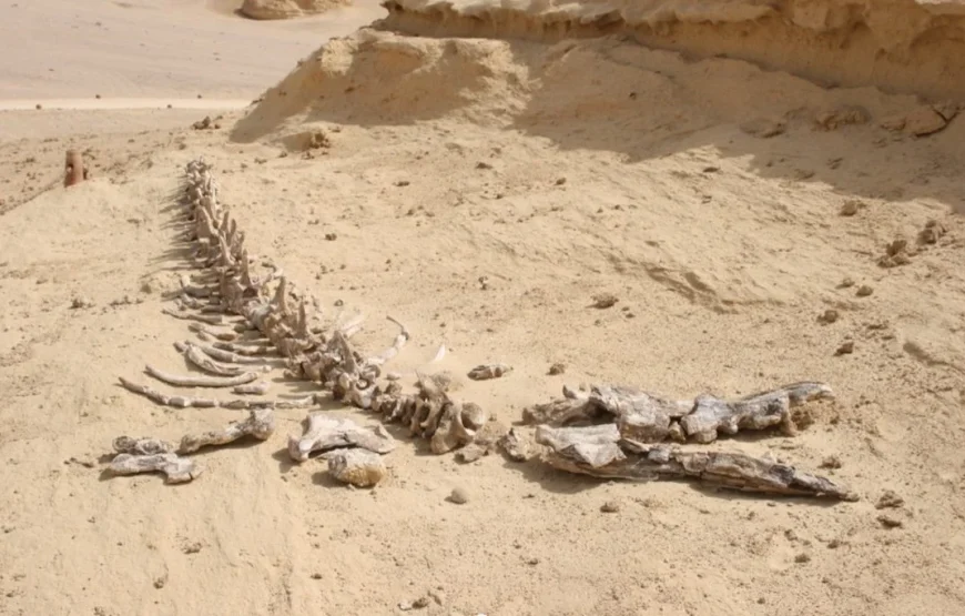 Fayoum Adventure Tour – Wadi El Hitan, Waterfalls, Sandboarding & Tunis Village